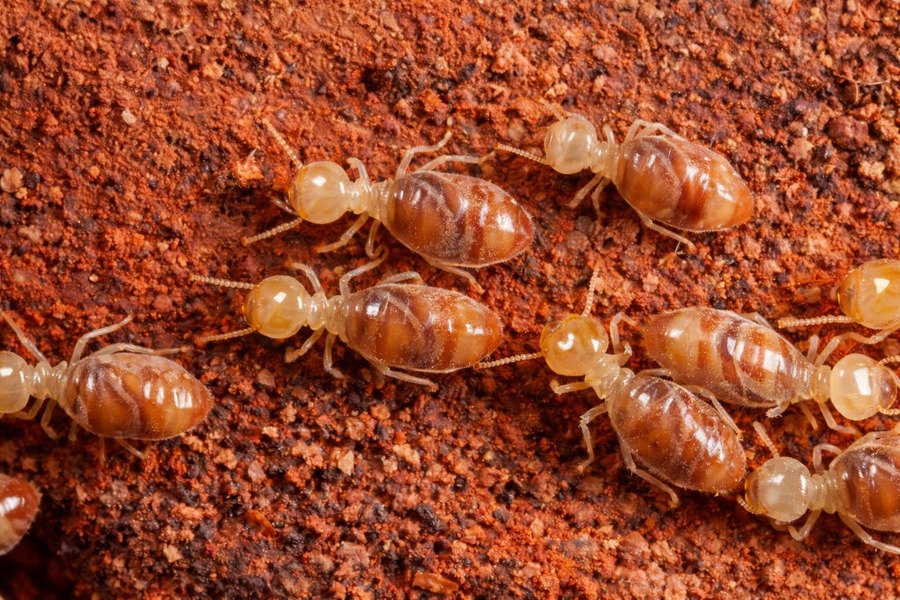 Are there termite treatment warranties I can get with service - Close-up of termites on soil.