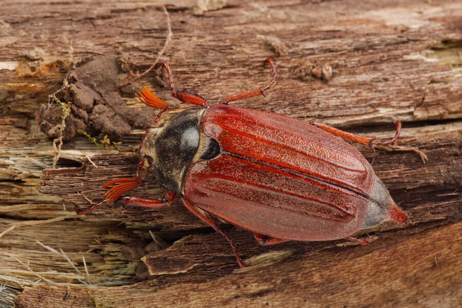 In-Ground Termite Treatment - Red beetle on tree bark.