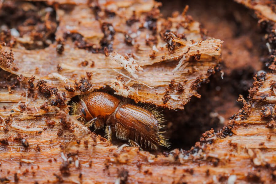Close-up of a wood-boring beetle inside a hole in decayed timber.
