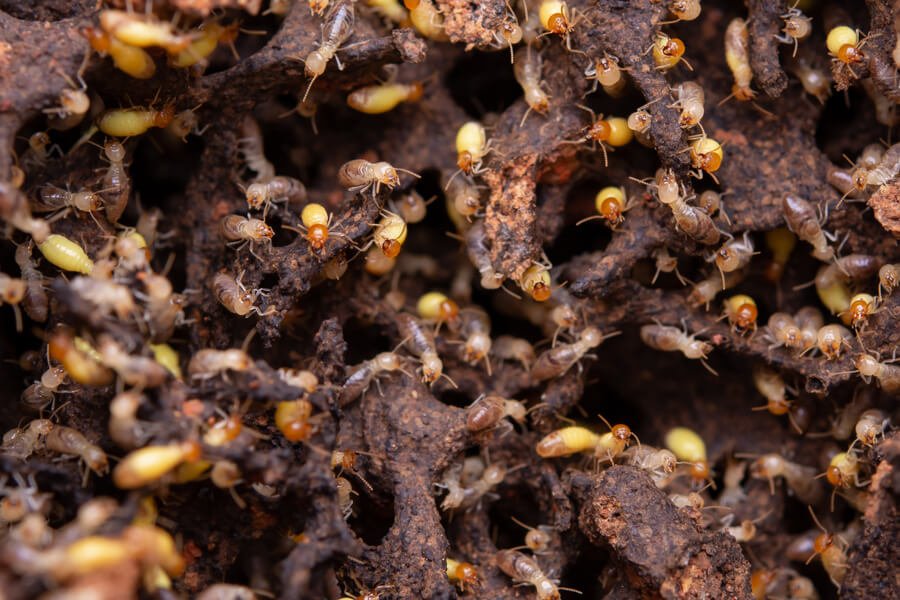 Close-up of termites crawling through soil and decayed wood tunnels.
