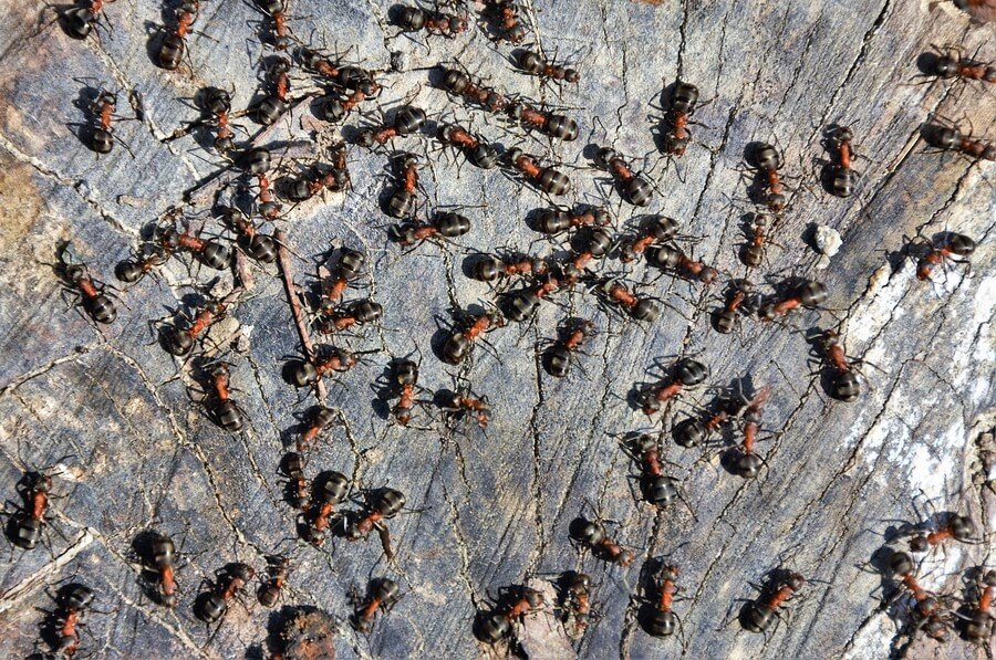 Group of black and red ants moving across a textured stone surface.
