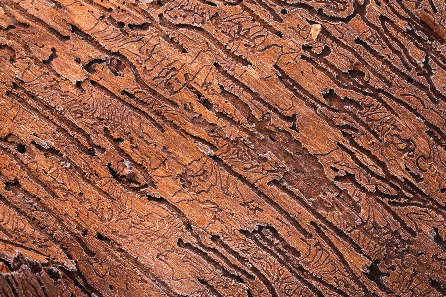 Termite Soil Treatment for New Construction - Close-up of bark beetle patterns on wood.