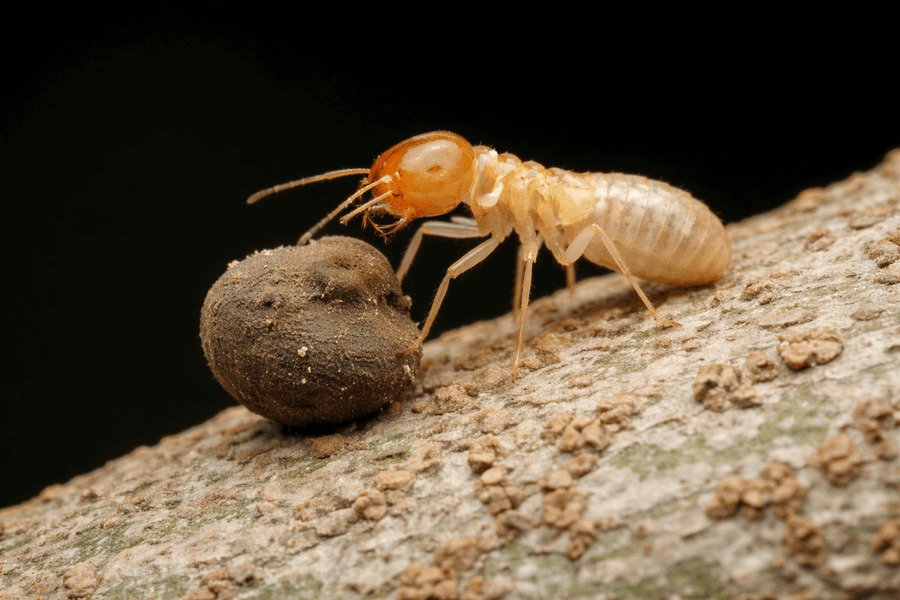 Treating soil for termites - Termite carrying a small pellet on wood.