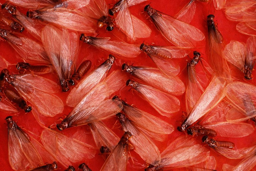 What is included in a professional termite treatment service - Swarm of red-winged termites.