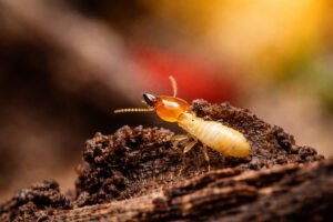 What termite treatment services are available near me - Termite emerging from soil on forest floor.