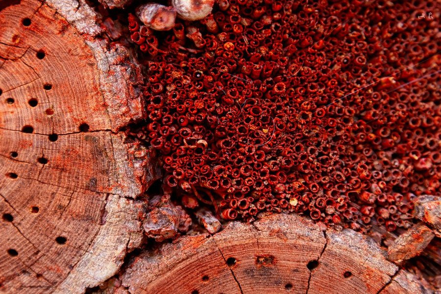 Can termite treatment companies provide a price estimate online - Pile of red termites on cut tree surface.