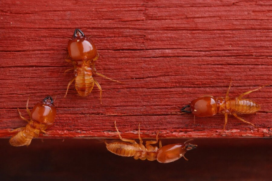How often pest control should be done - Termites crawling on red wooden surface.