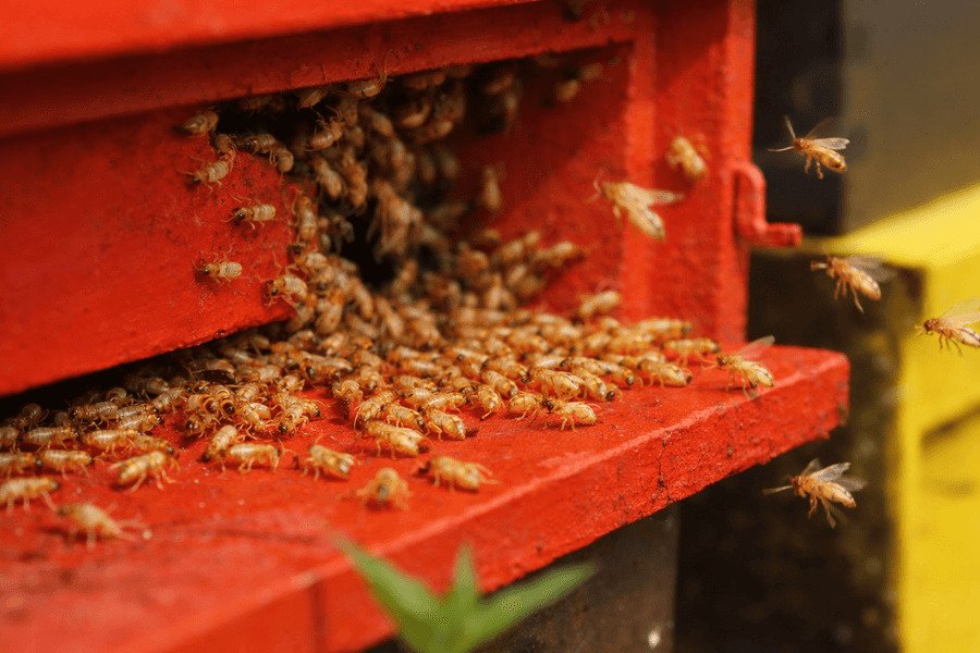 Pest Control For Ants And Termites - Termites swarming on red wooden structure.