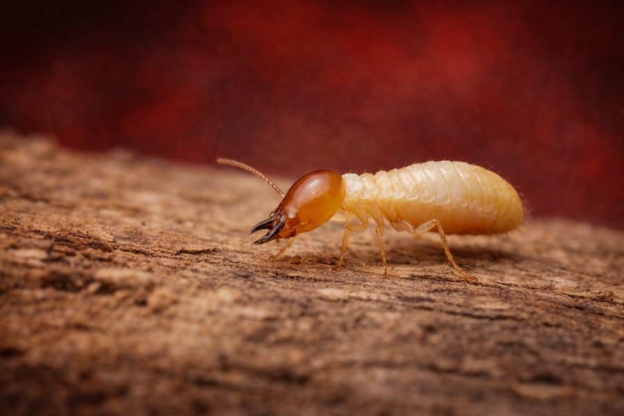 Which companies offer eco-friendly pest control options - Termite walking on wooden surface.
