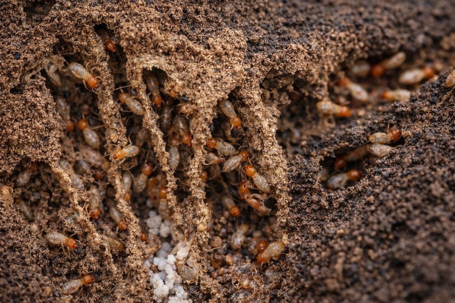 Are subterranean termites bad - Close-up of termites tunneling through soil.
