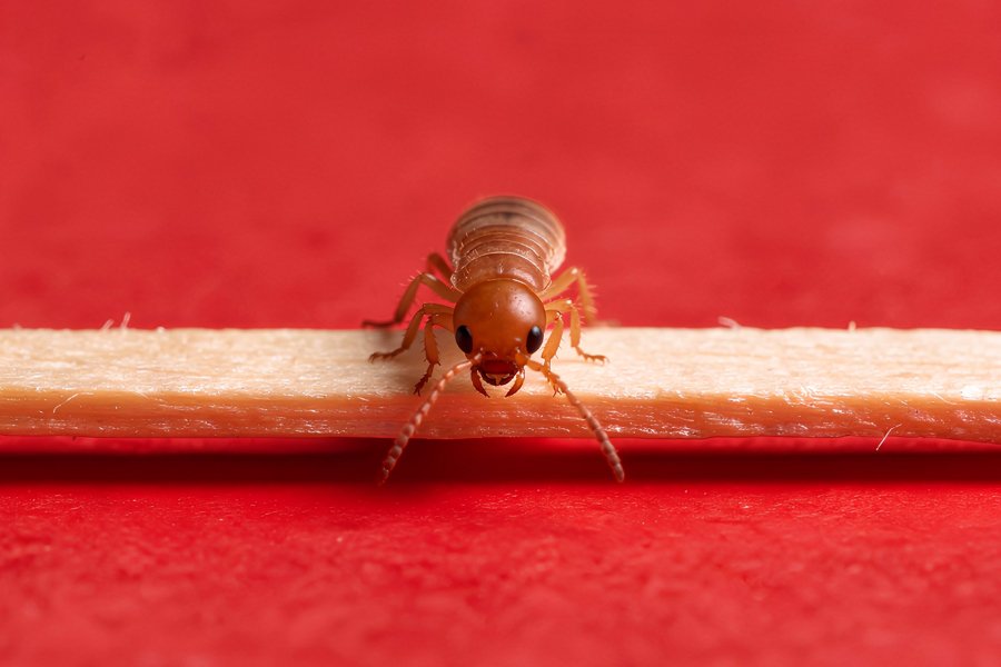 How much is termite treatment - Single termite on red surface.