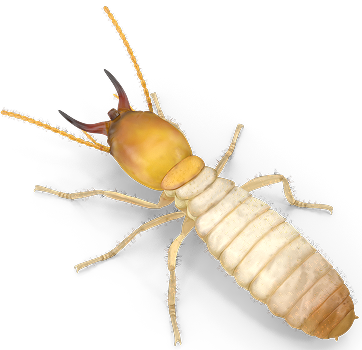 Termite Treatment & Pest Control​ Serving Miami - Illustration of a termite on white background.