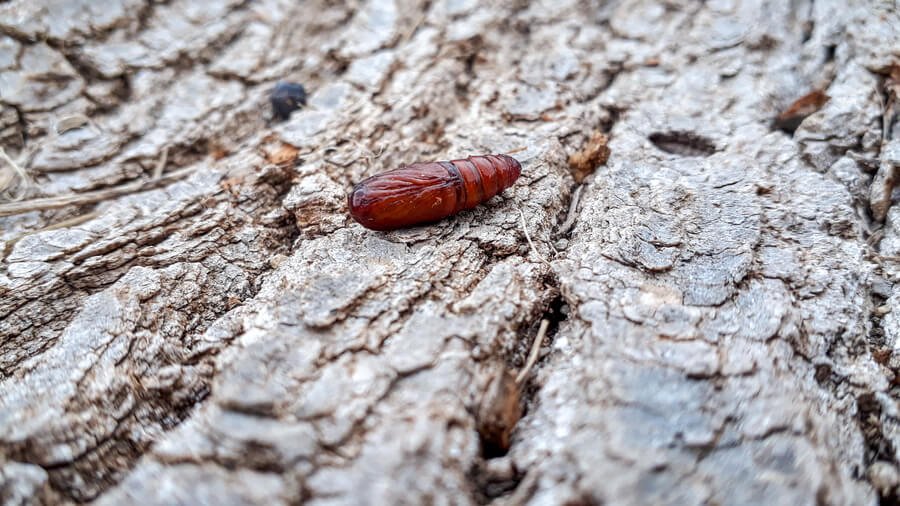 Close-up of a brown insect pupa resting on rough tree bark.
