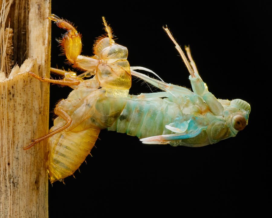 How long does termite treatment last -  Cicada emerging from its exoskeleton.