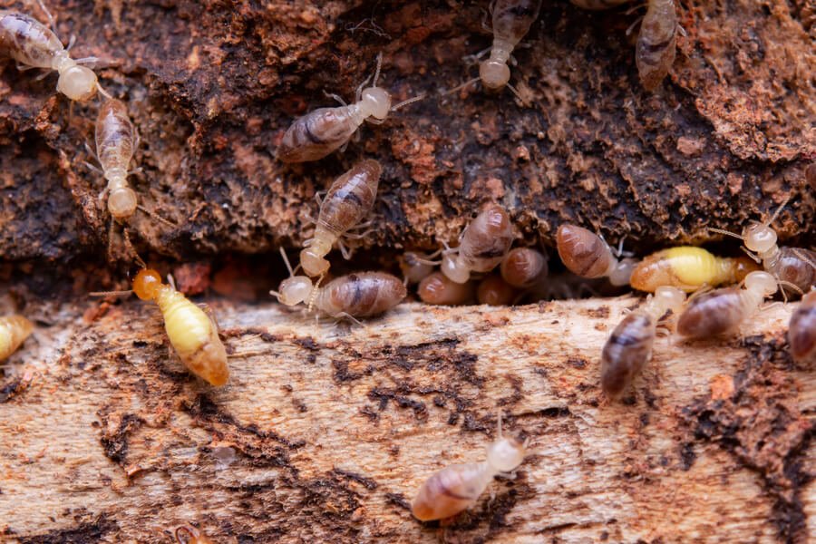 Close-up of termites feeding on decaying wood.