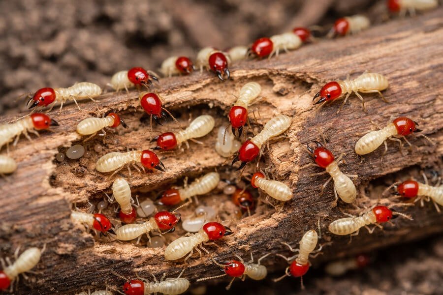 How long is termite treatment good for - Larvae with red heads on decaying wood.