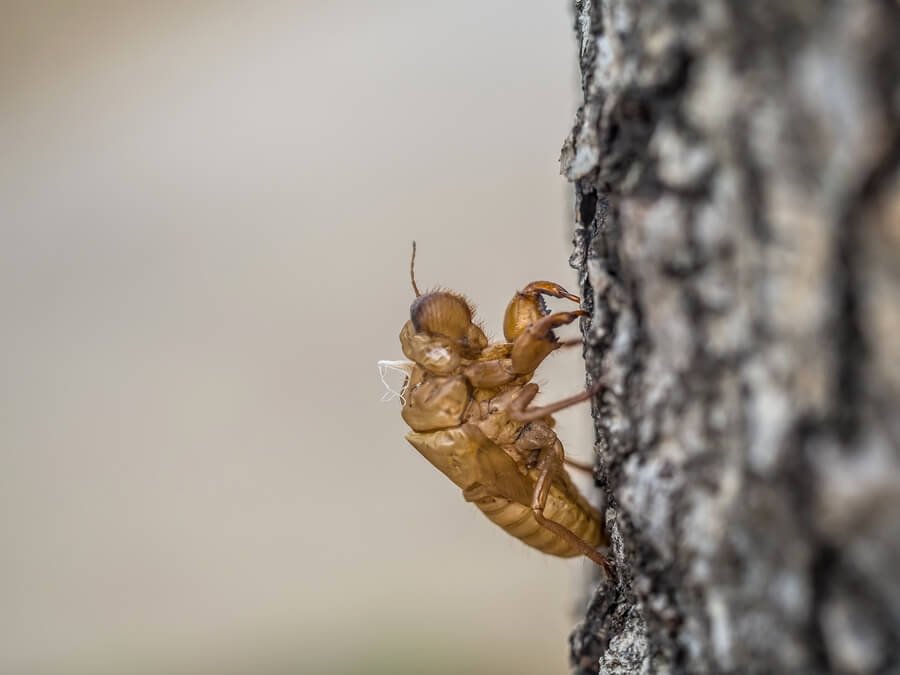 Is fumigation safe for pets - Cicada exoskeleton clinging to tree bark.