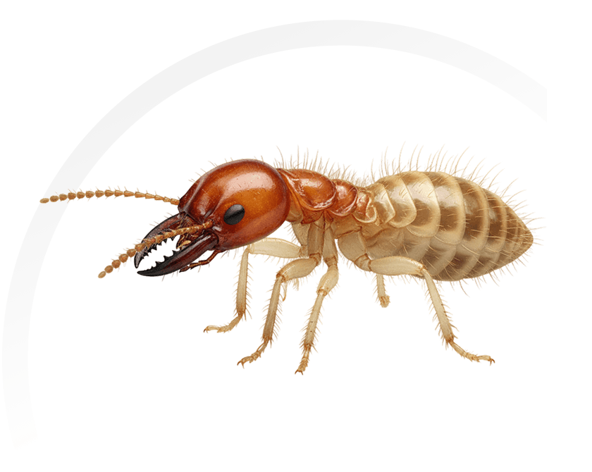 Termite Treatment Eliminate Termites - Detailed illustration of a termite on white background.