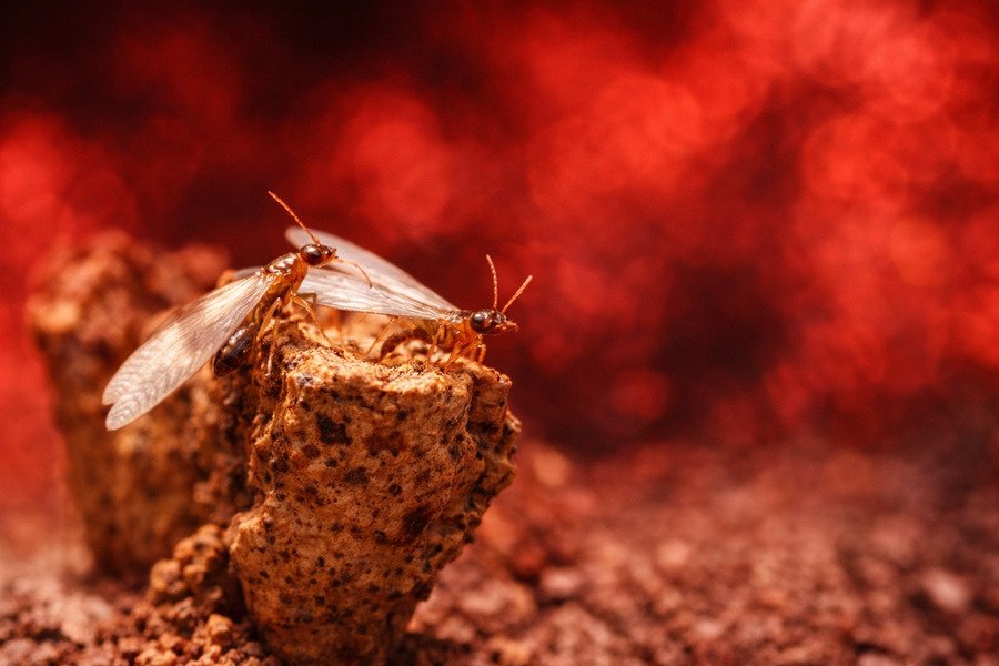 What pest control services cover bed bug extermination - Termite on decaying wood with red background.