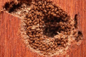 Who offers commercial pest control services locally - Termites clustered around hole in wood.