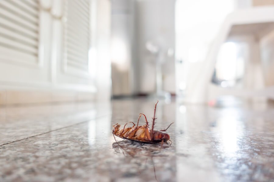 Effective Non-Toxic Methods For Eliminating Household Pests