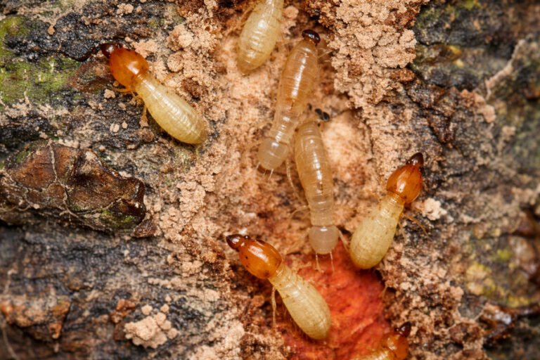 Group of worker termites inside damaged wood, high-detail macro close-up.