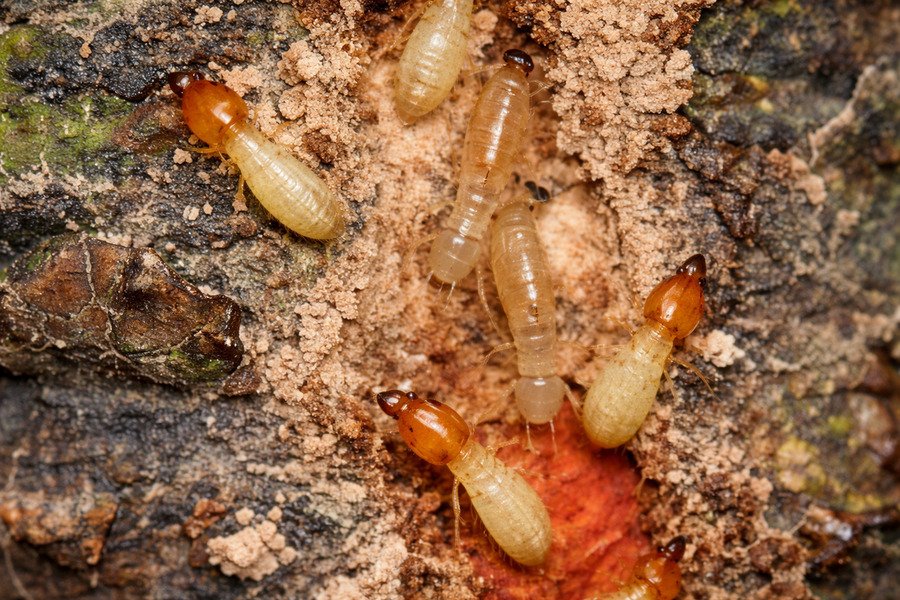 Group of worker termites inside damaged wood, high-detail macro close-up.