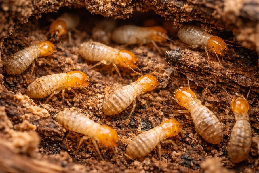 Several termites inside decaying wood, macro close-up.
