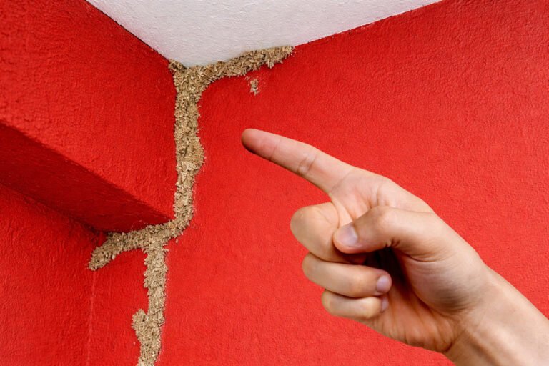 Hand pointing at termite mud tube on a red wall corner.