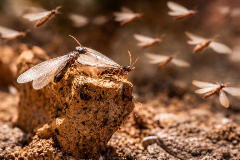 Winged termites flying and resting on a piece of wood, macro close-up.