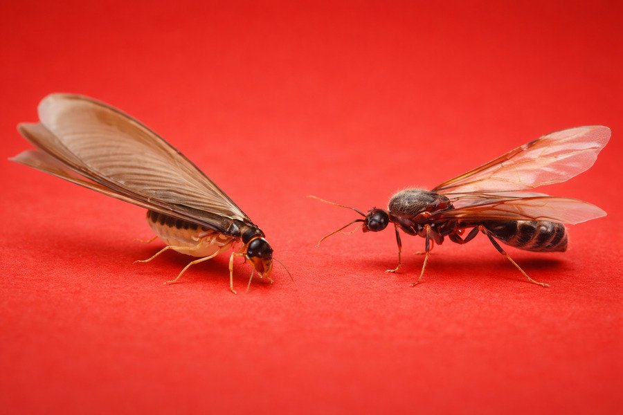 Winged termite and winged ant on a red background, close-up comparison.
