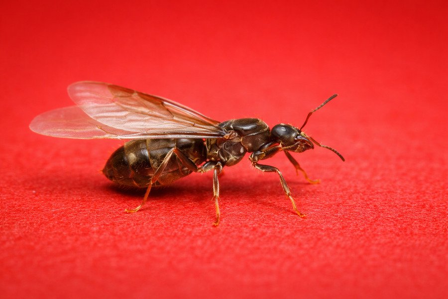 Winged ant on a reddish background, macro close-up.
