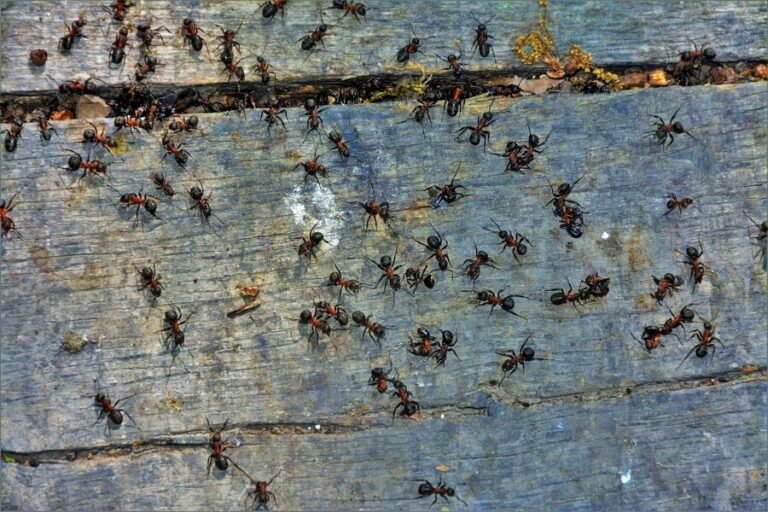 Top-rated ant control products for home use
