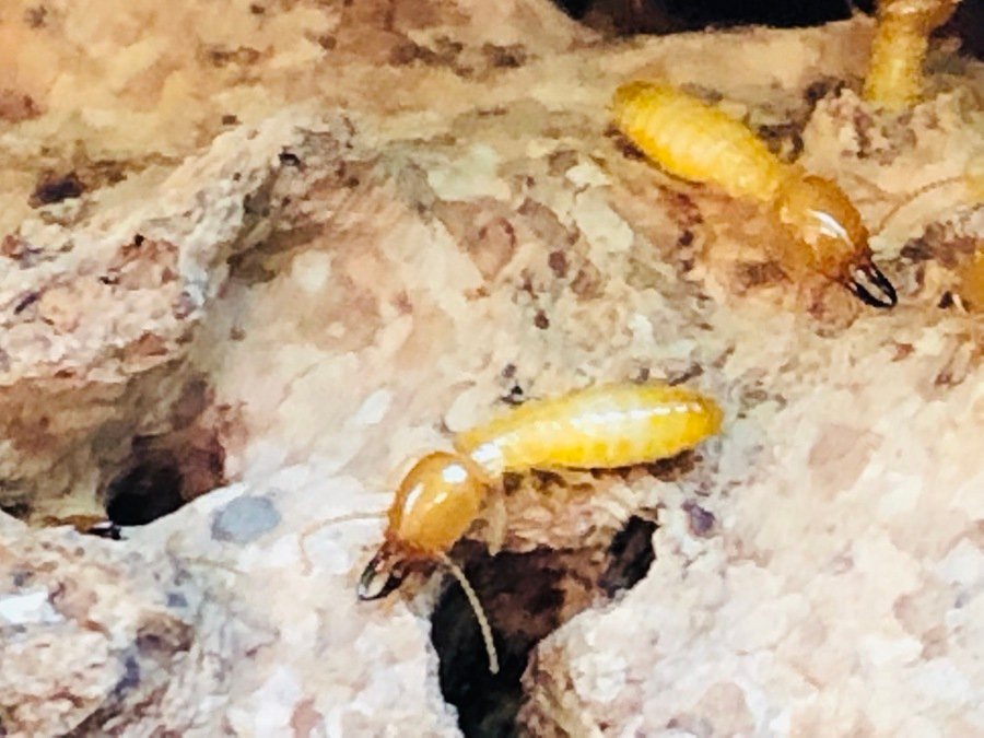 fast termite treatment - Close-up of a termite on wood surface.