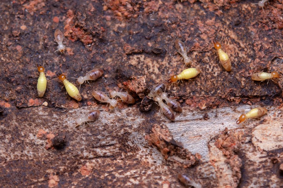fast termite treatment - Group of termites feeding on damaged wood.
