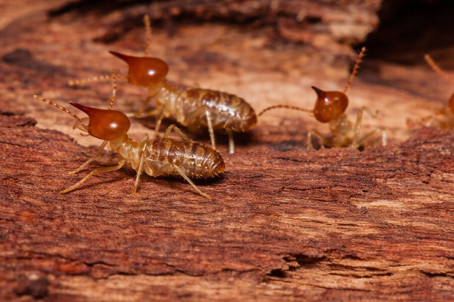 Tentless Termite Treatment - Termites crawling on reddish wooden surface.