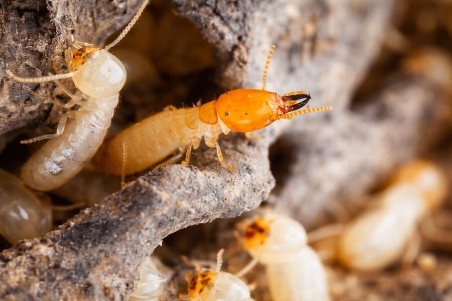 Tentless Termite Treatment - Close-up of termites inside decaying wood.