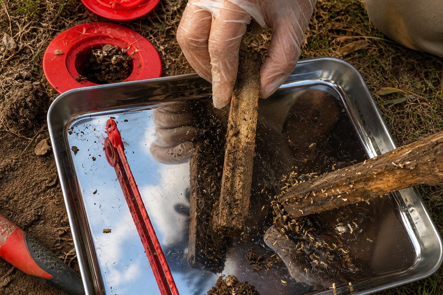 Inspection of termite-damaged wood on a metal tray outdoors