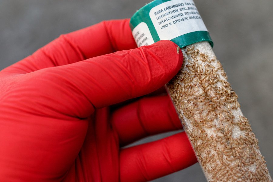 Red-gloved hand holding a vial with termites inside