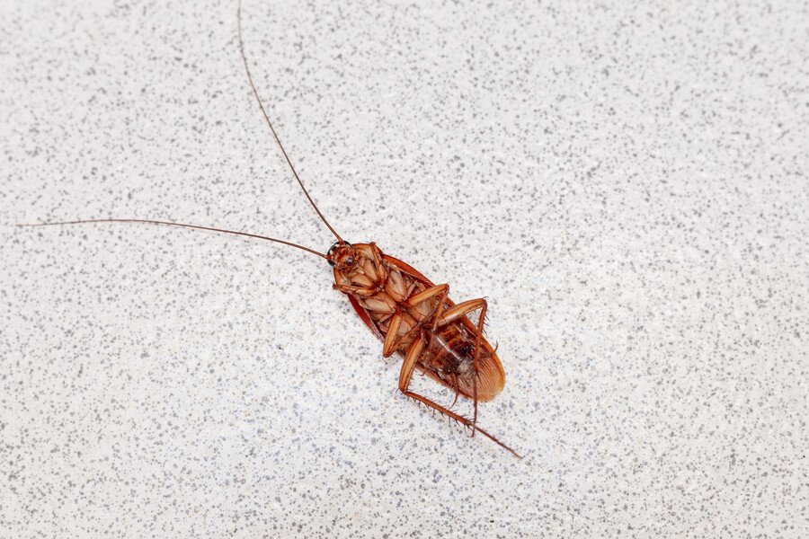 Tentless termite treatment reviews - Cockroach lying on a floor.
