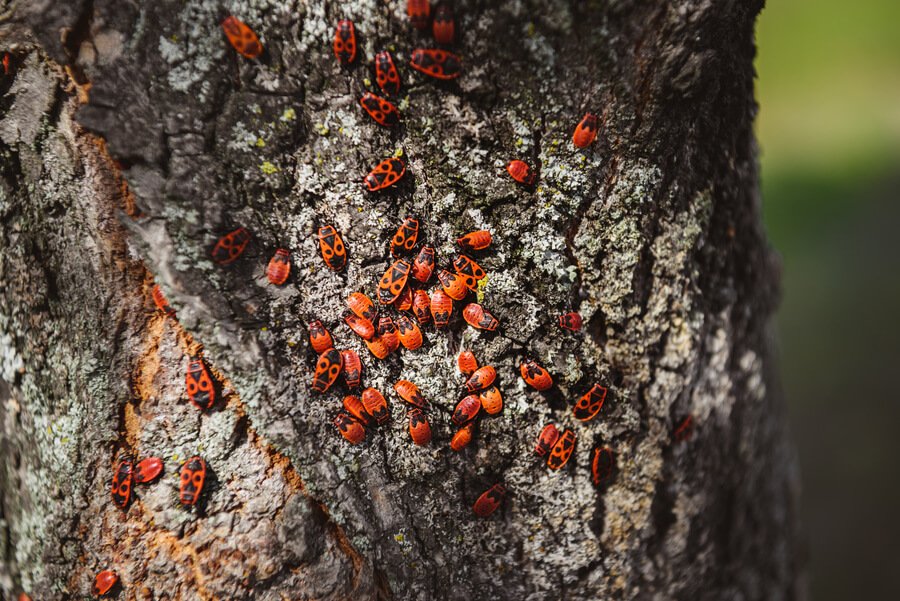 How Does Termite Tenting Work? A Timeline for Florida Homeowners