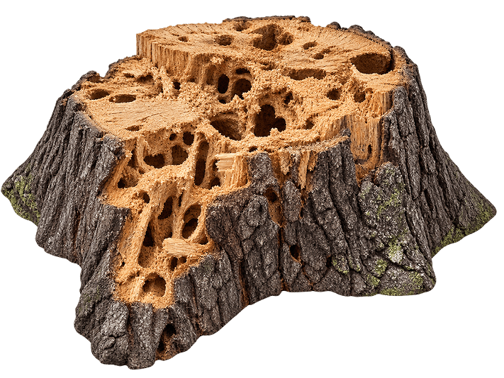 Termite-damaged wood with visible tunnels and cavities.