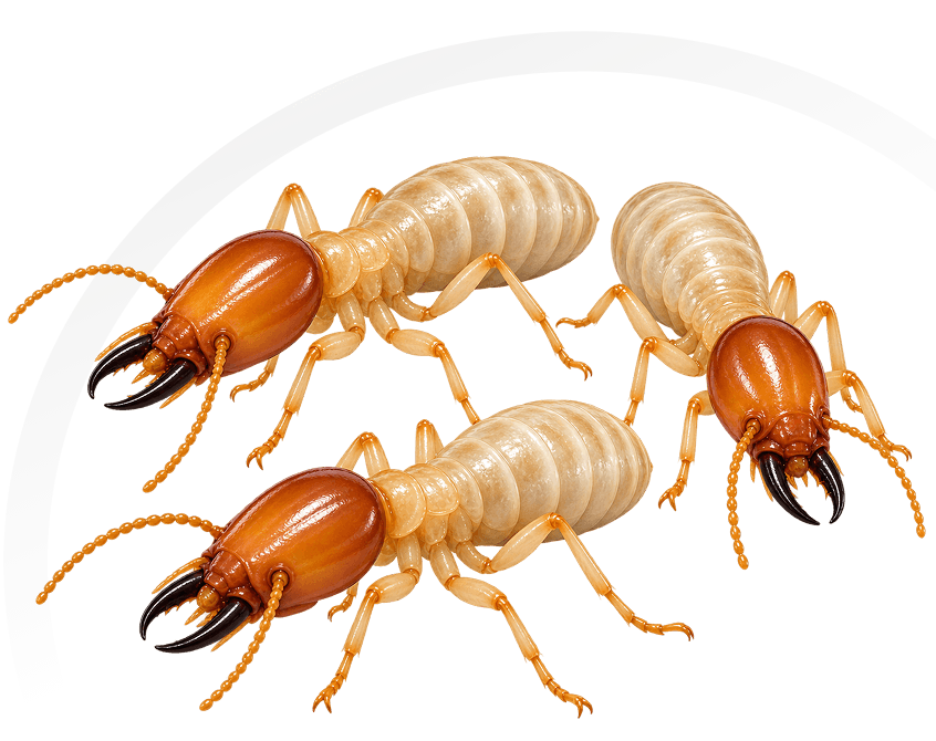 Pre-Construction Termite Treatment in Florida - Three subterranean termites used for pre-construction termite treatment.