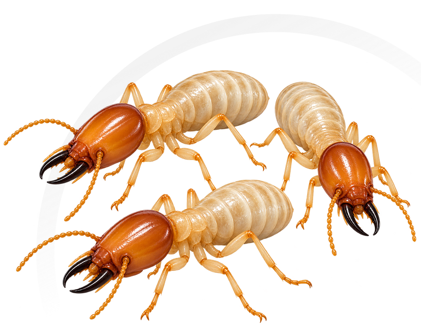 Three subterranean termites used for pre-construction termite treatment.